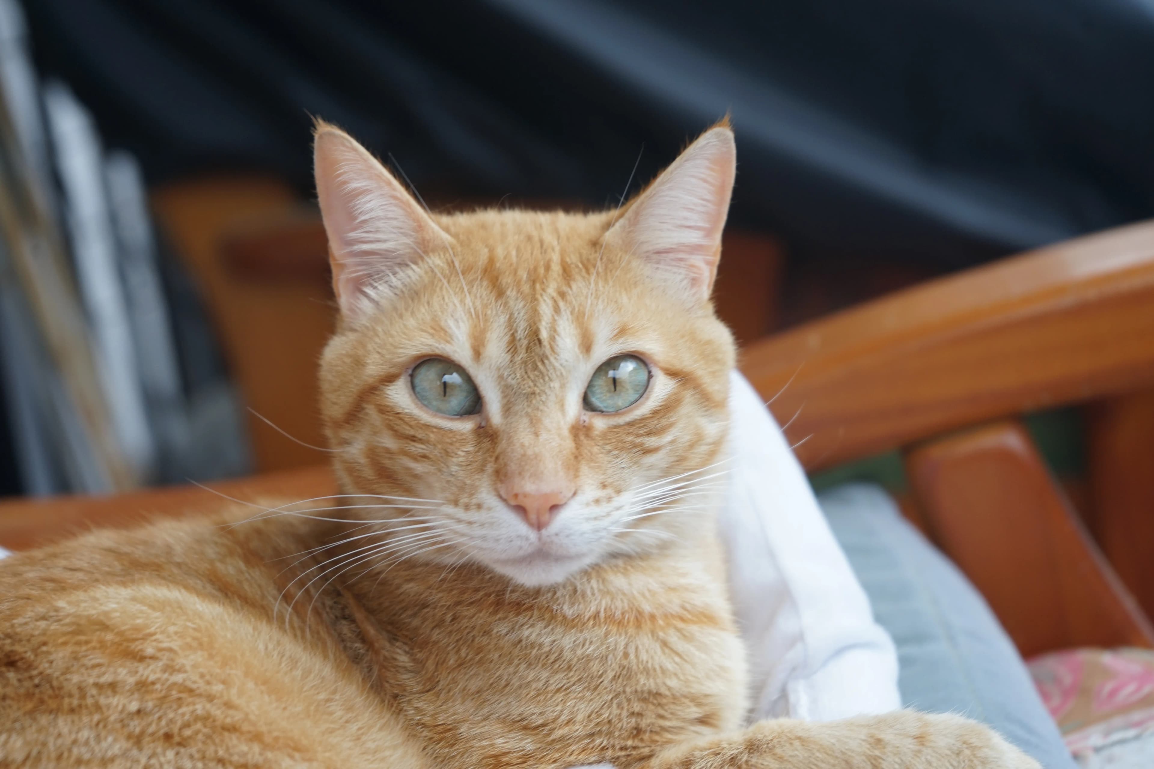 Orange tabby cat sitting on a couch and staring at the camera, echoing the CASHCAT mascot behind one of the biggest Robinhood Chain memecoins